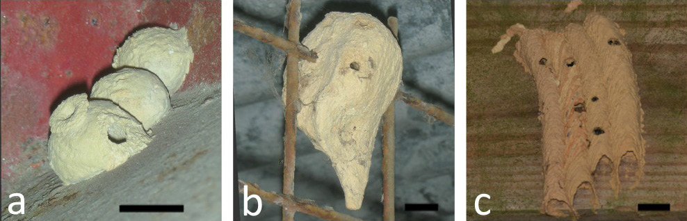 Fig. 1. Nests of three mud-nesting solitary wasps. a. Zeta argillaceum, Trinidad.