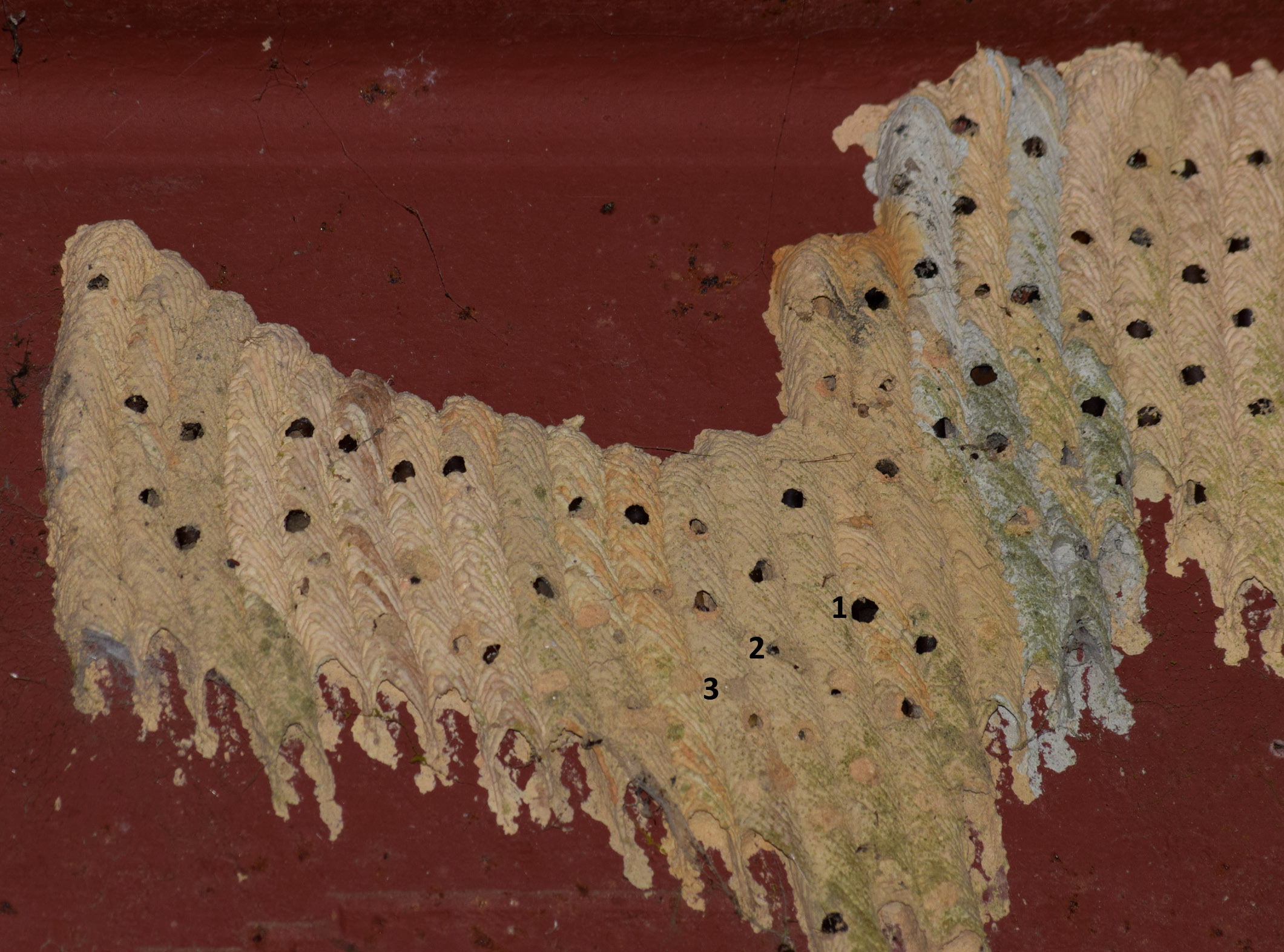 Fig.2. A cluster of T. albitarse nests under a concrete bridge, showing abundant reproductive success.