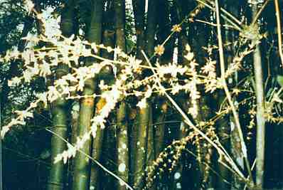 Bamboo flowers
