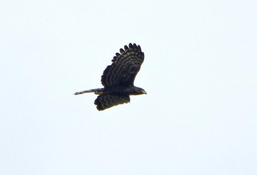 Hawk Eagle, Spizaetus tyrannus over Granville