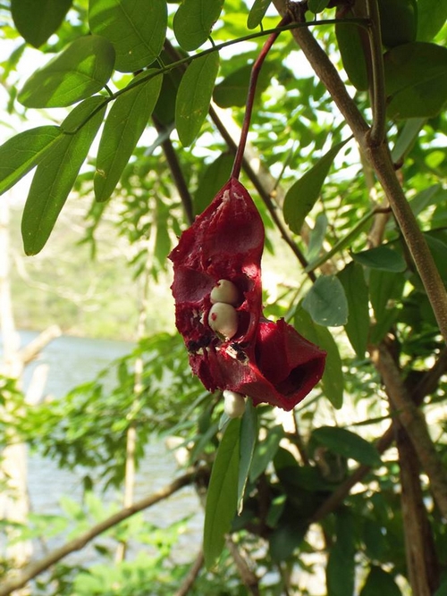 Fruit of Cynophylla hastate