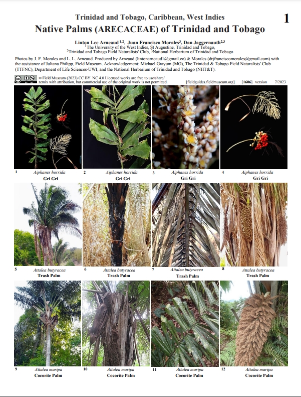 Native Palms (ARECACEAE) of Trinidad and Tobago - The Trinidad & Tobago ...